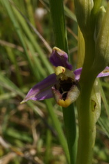 Ophrys fuciflora elatior