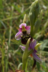 Ophrys fuciflora elatior