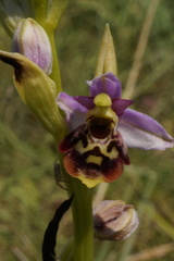 Ophrys fuciflora elatior