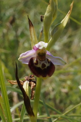 Ophrys fuciflora elatior