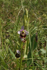 Ophrys fuciflora elatior