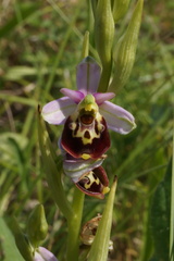 Ophrys fuciflora elatior