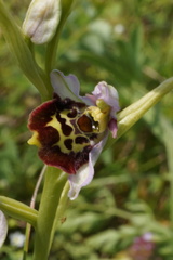 Ophrys fuciflora elatior