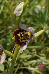 Ophrys fuciflora elatior
