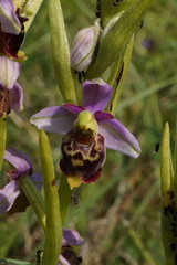 Ophrys fuciflora elatior