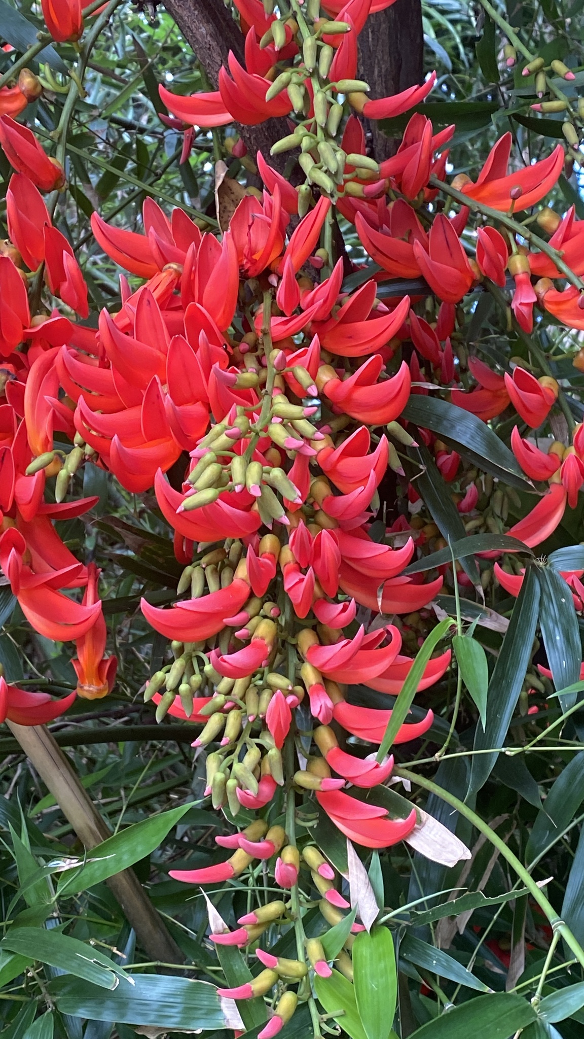 Imagem de Papo-de-peru