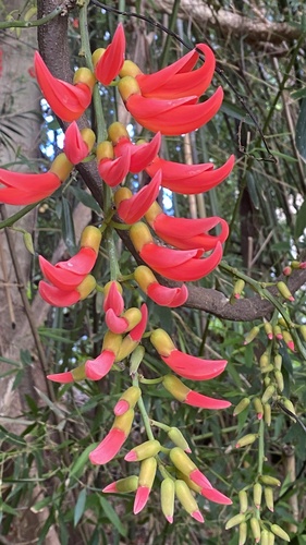 Foto de Papo-de-peru