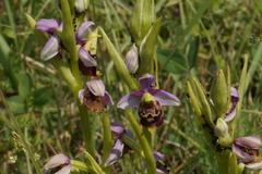 Ophrys fuciflora elatior