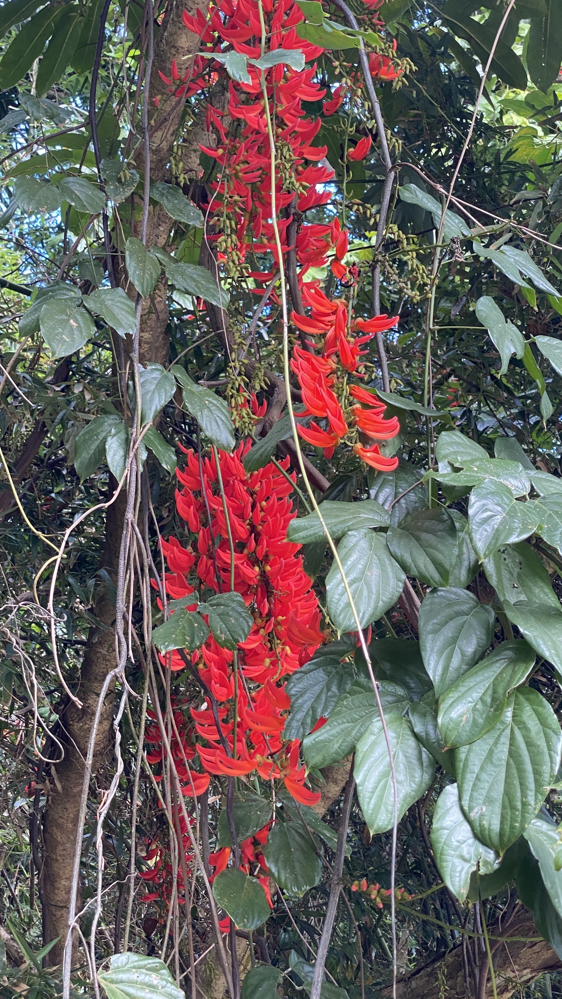 Imagem de Papo-de-peru