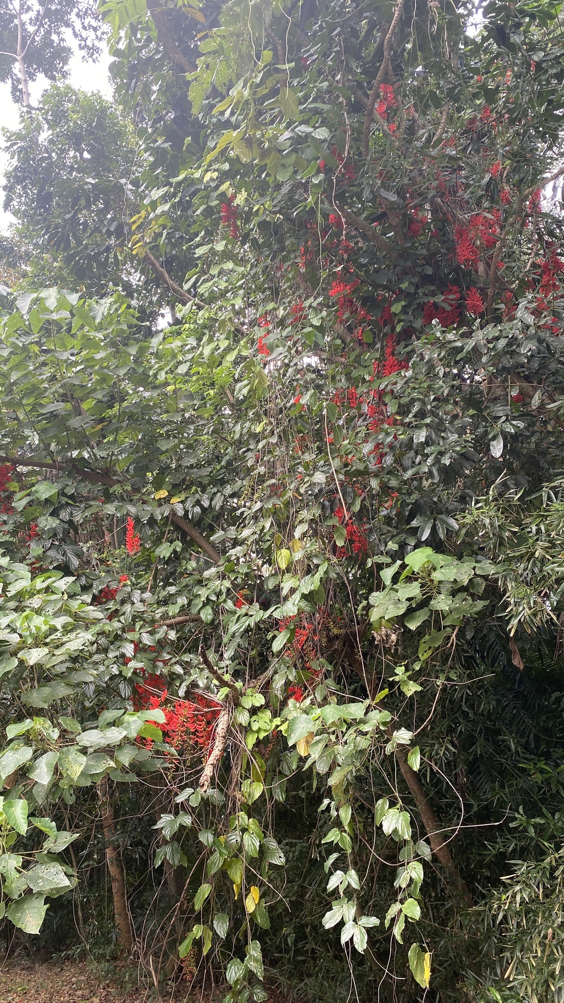 Imagem de Papo-de-peru