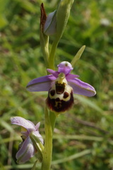 Ophrys fuciflora elatior