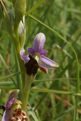 Ophrys fuciflora elatior