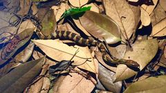 Trimerodytes aequifasciatus