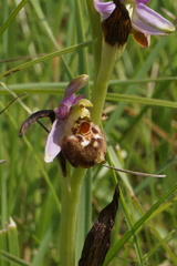Ophrys fuciflora elatior
