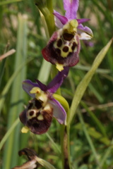 Ophrys fuciflora elatior