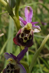 Ophrys fuciflora elatior
