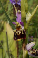 Ophrys fuciflora elatior