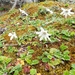 Perezia magellanica - Photo (c) John Brew,  זכויות יוצרים חלקיות (CC BY), הועלה על ידי John Brew