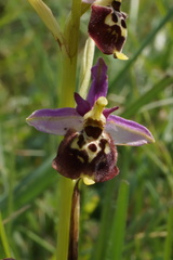 Ophrys fuciflora elatior