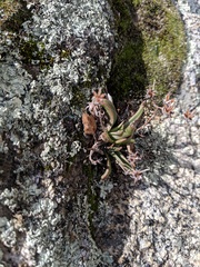 Dudleya abramsii abramsii