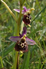Ophrys fuciflora elatior