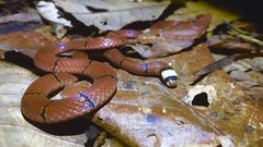 Sinomicrurus macclellandi macclellandi