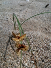 Gladiolus gueinzii