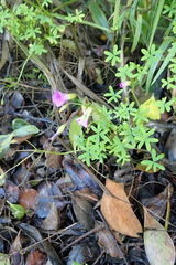 Oxalis stellata