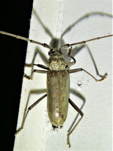 Speckle-necked Longhorn Beetle photo 4