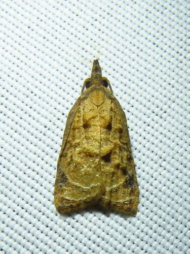Omnivorous Platynota Moth photo 3