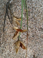 Gladiolus gueinzii