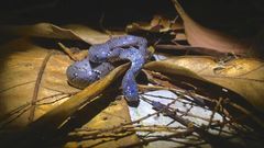 Pareas margaritophorus