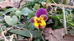 Viola × wittrockiana