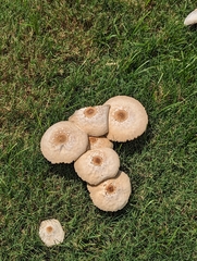 Chlorophyllum molybdites image