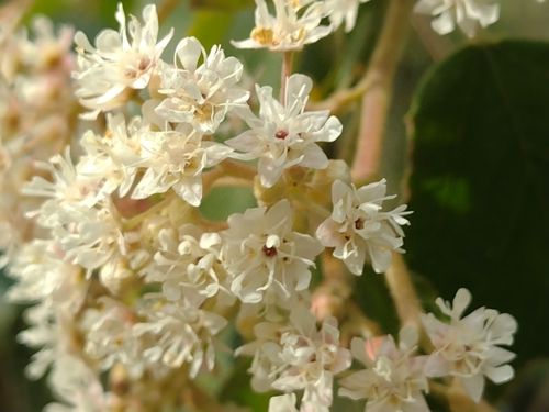 Image of Androcalva rossii by no rights reserved