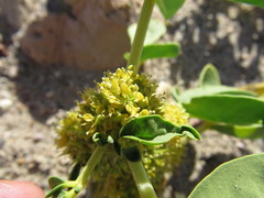Oxystylis lutea