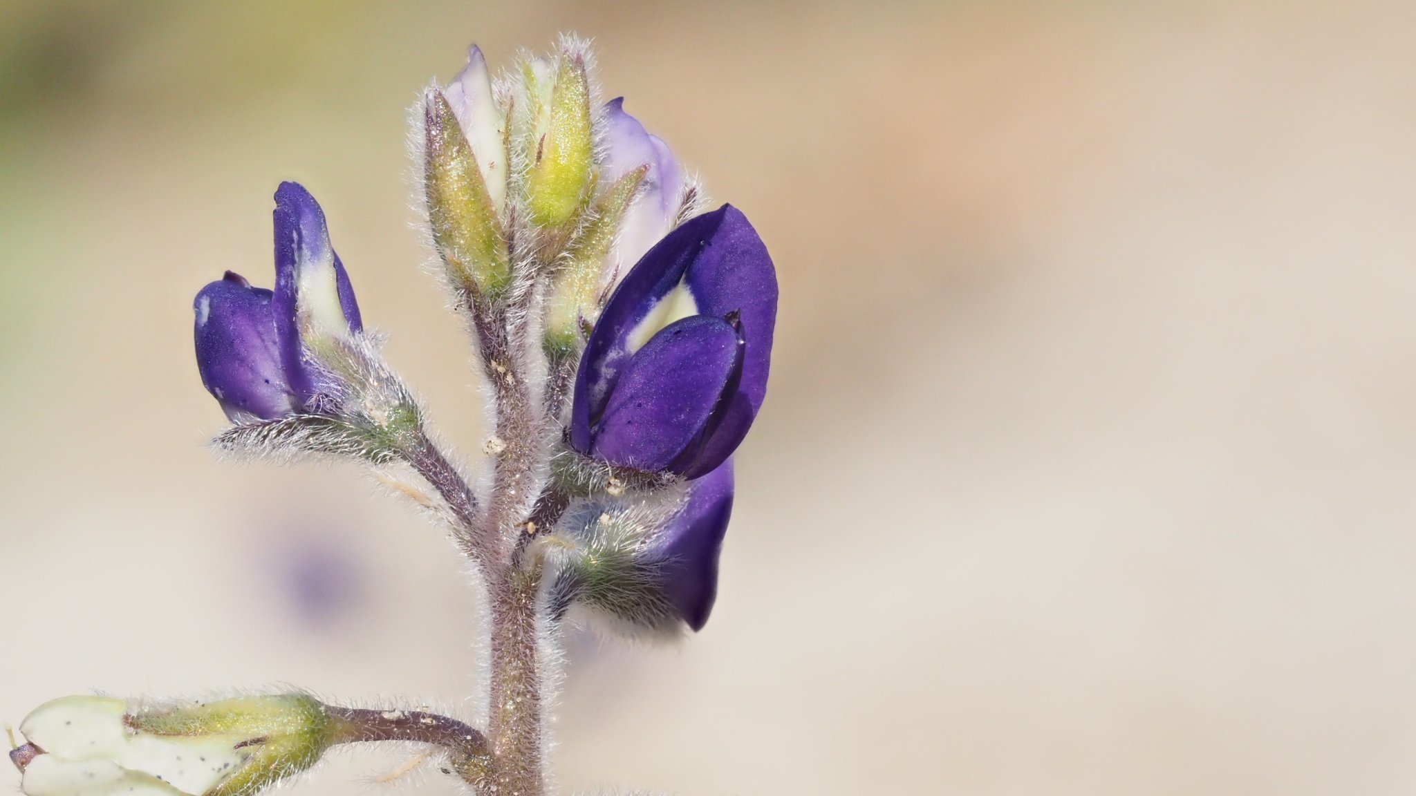 Lupinus shockleyi
