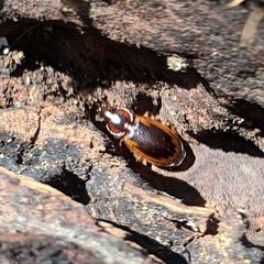 Tanystoma maculicolle