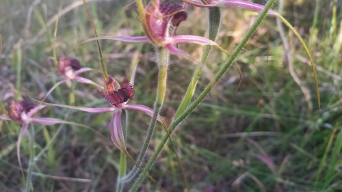 Image of Caladenia arenicola by (c) A.J. Anderson, some rights reserved (CC BY)