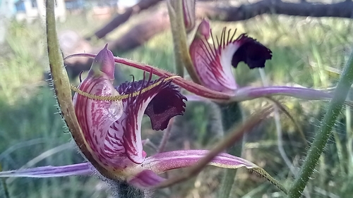 Image of Caladenia arenicola by (c) A.J. Anderson, some rights reserved (CC BY)