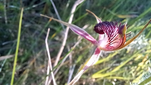 Image of Caladenia arenicola by (c) A.J. Anderson, some rights reserved (CC BY)