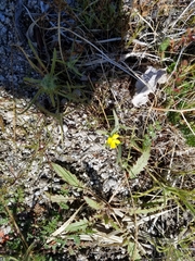 Camissoniopsis pallida