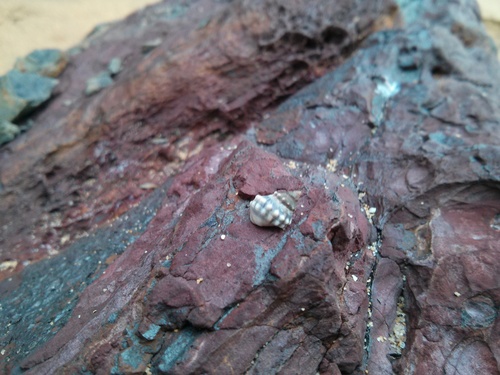 Nodilittorina pyramidalis