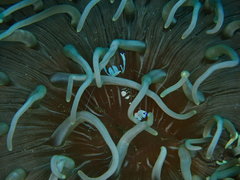 Ancylomenes magnificus