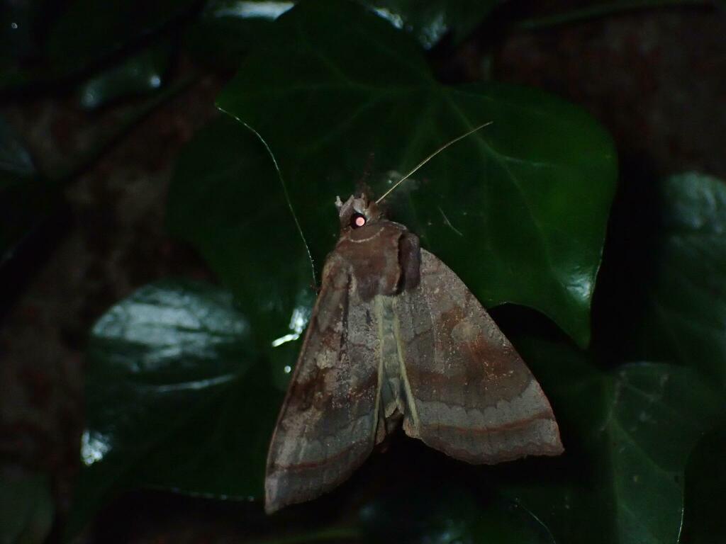 糖蜜に飛来したウスチャヤガ