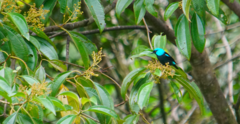 Dacnis venusta