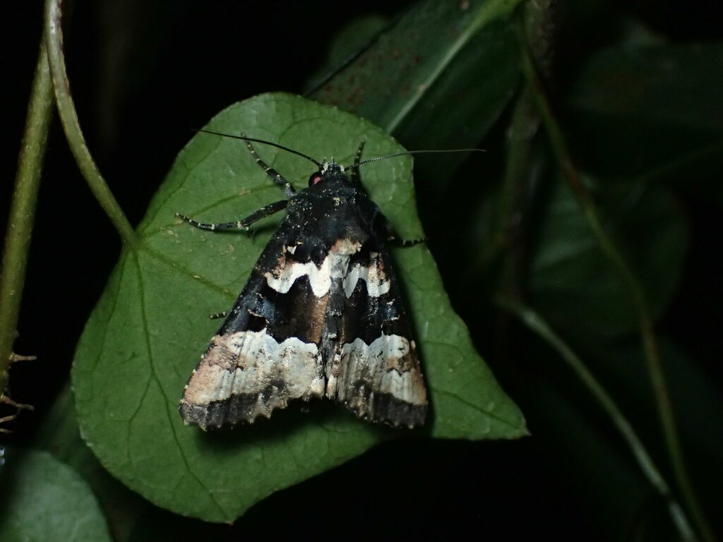 晩秋の糖蜜に飛来したマエグロシラオビアカガネヨトウ