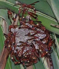 Belonogaster lateritia