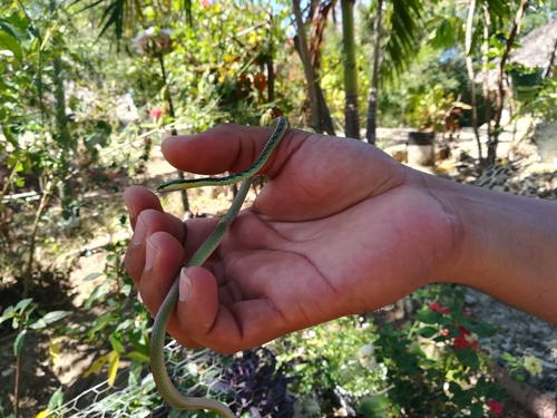 Pacific Coast Parrot Snake (Leptophis diplotropis)