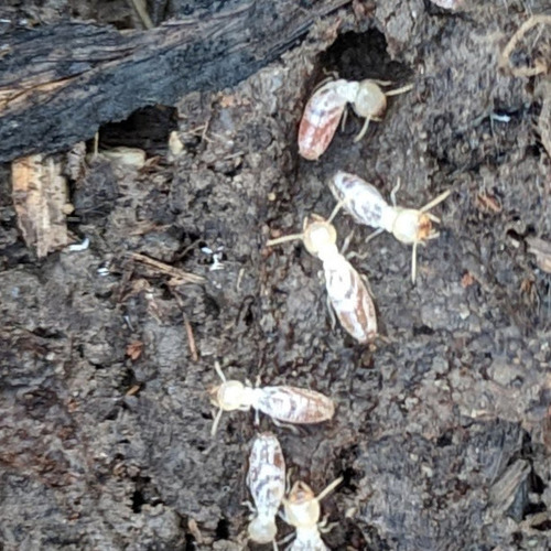 Heterotermitidae